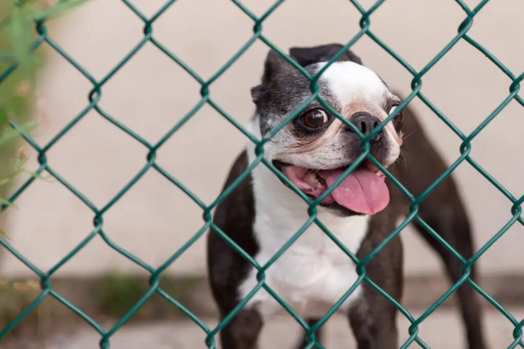 Close up of a happy Boston Terrier behind a chain link fence